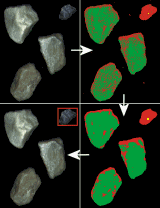 origional - attribute - morphologic - classification morphologic function